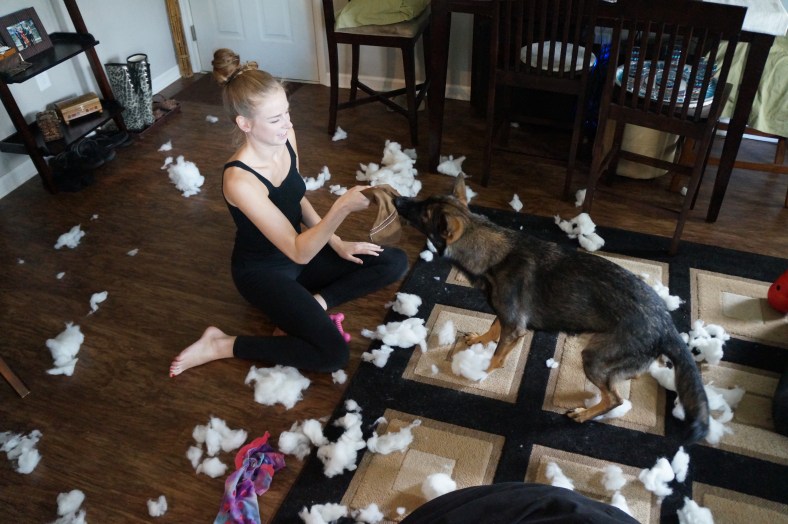 This hilarious puppy has a stress pillow she tosses around when she is being neglected. What you see before you are the remnants of said stress pillow.