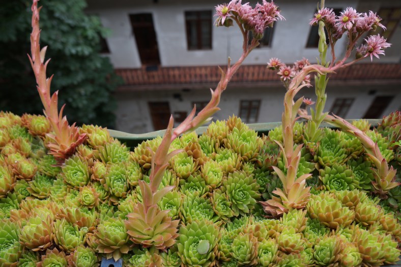 the view outside my apt.