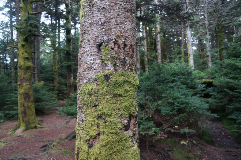 Immediately I notice bear claw marks on the tree next door. 