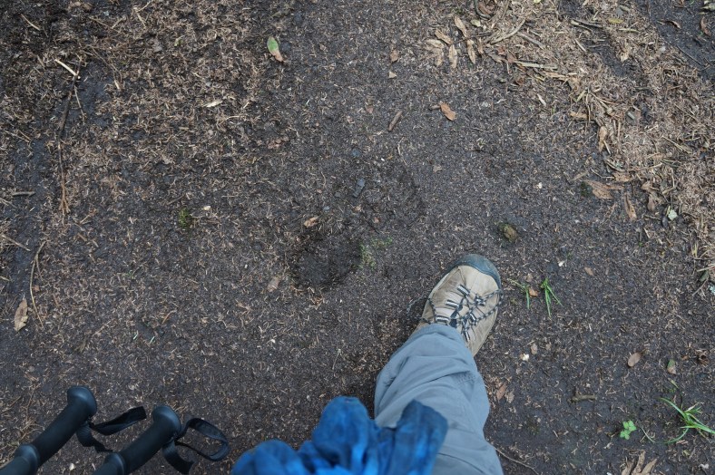 Ah! nothing like fresh black bear paw prints! This is where I pitched my tent. No big deal.